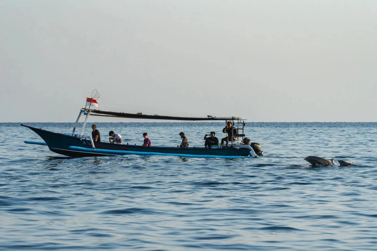 Wild dolphins swimming near a traditional fishing boat in Pemuteran North Bali