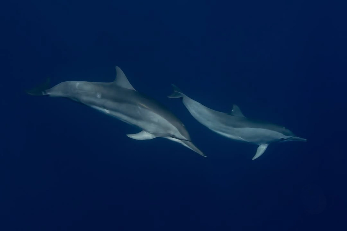 Spinner dolphins in the waters of Pemuteran North West Bali