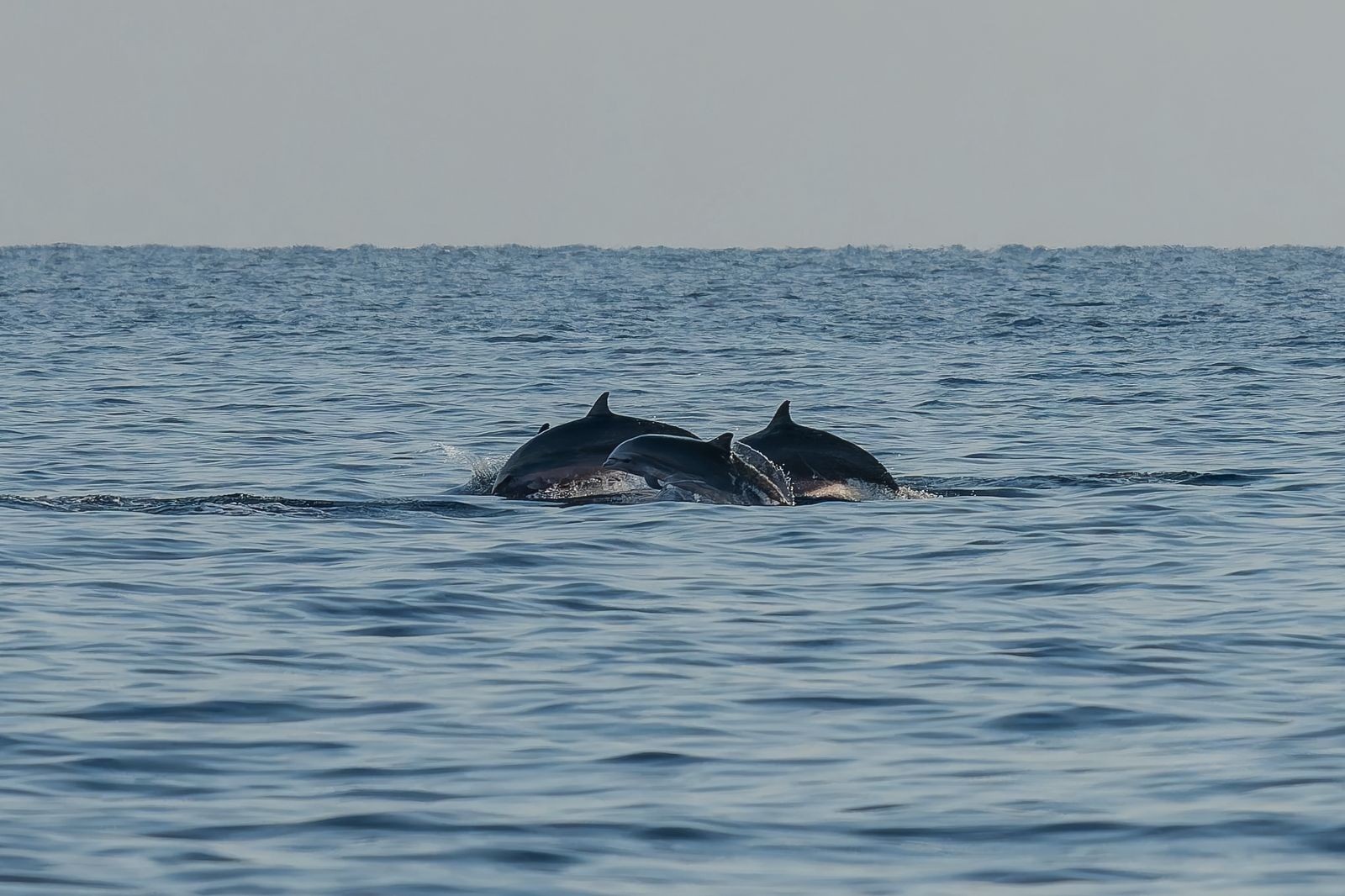 Dolphin Tour in Pemuteran