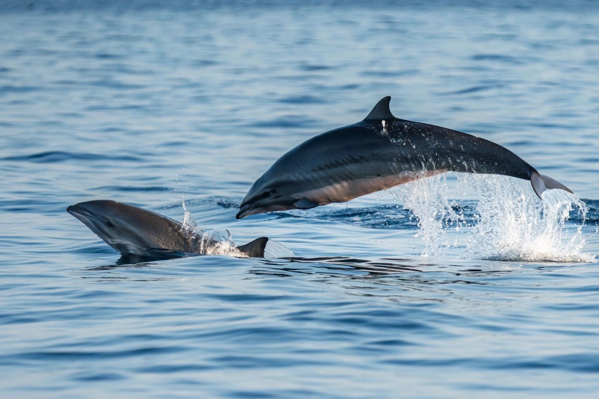 Dolphin Jumping in Pemuteran sea