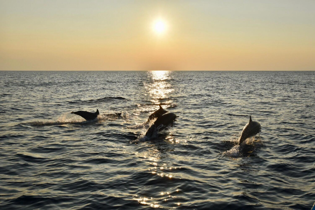 Dolphin Under sunrise