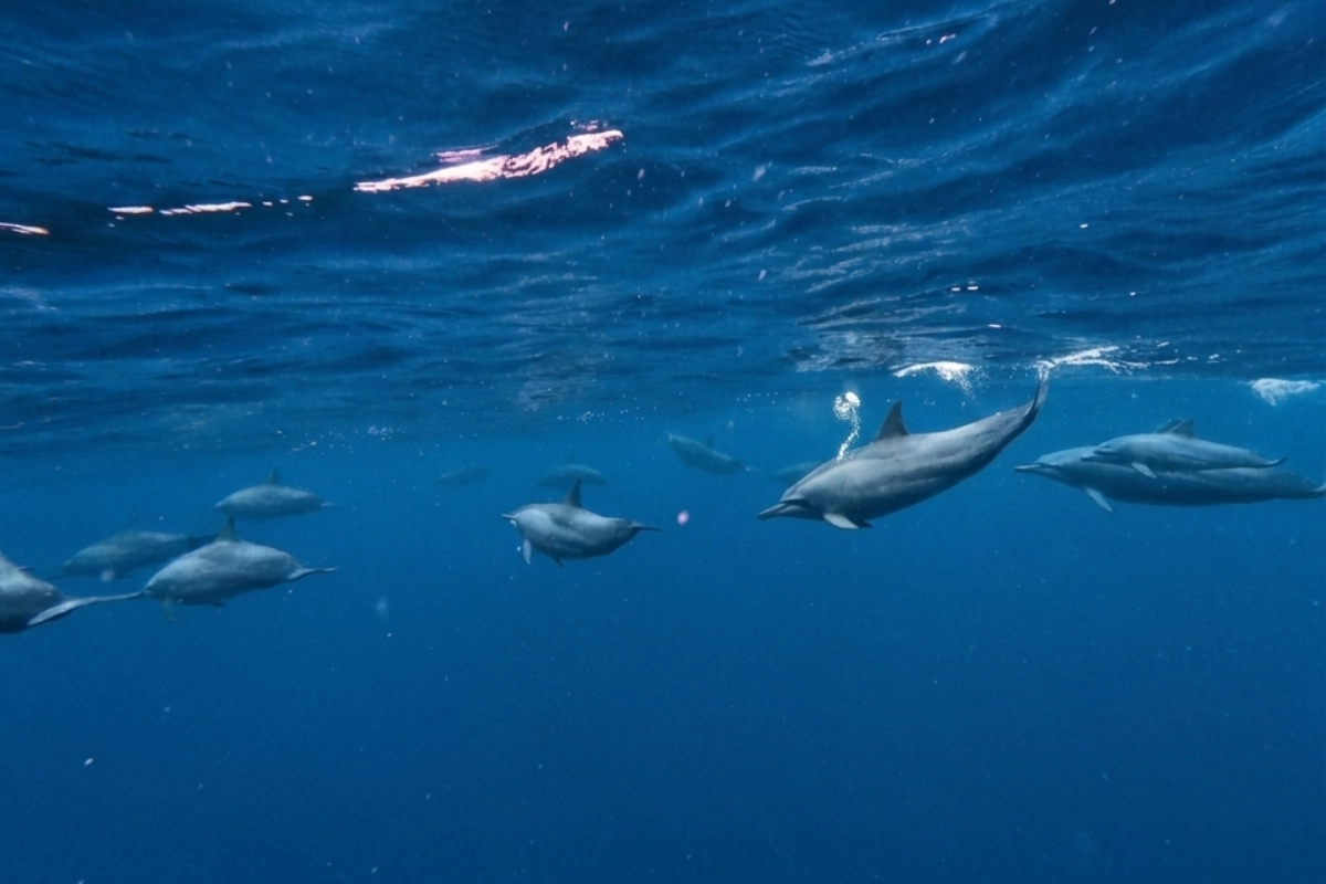 Dolphin Under Water