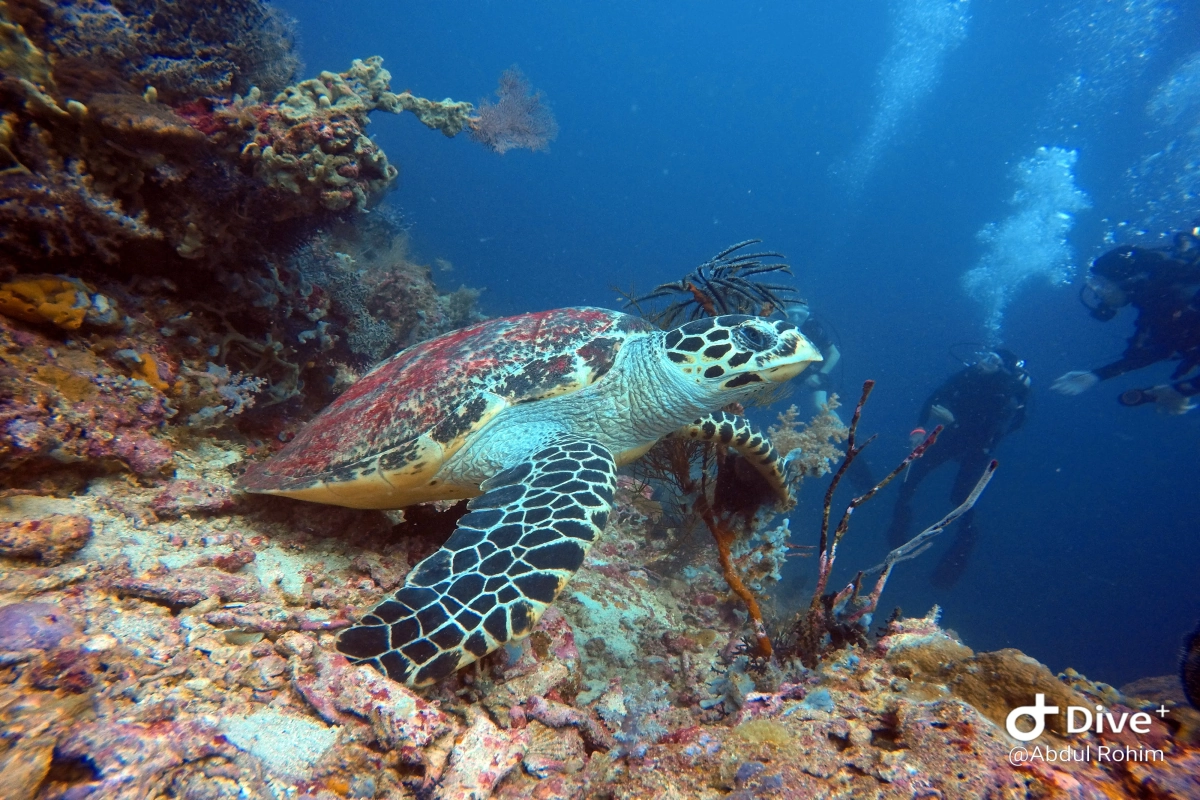 Turtle in Pemuteran