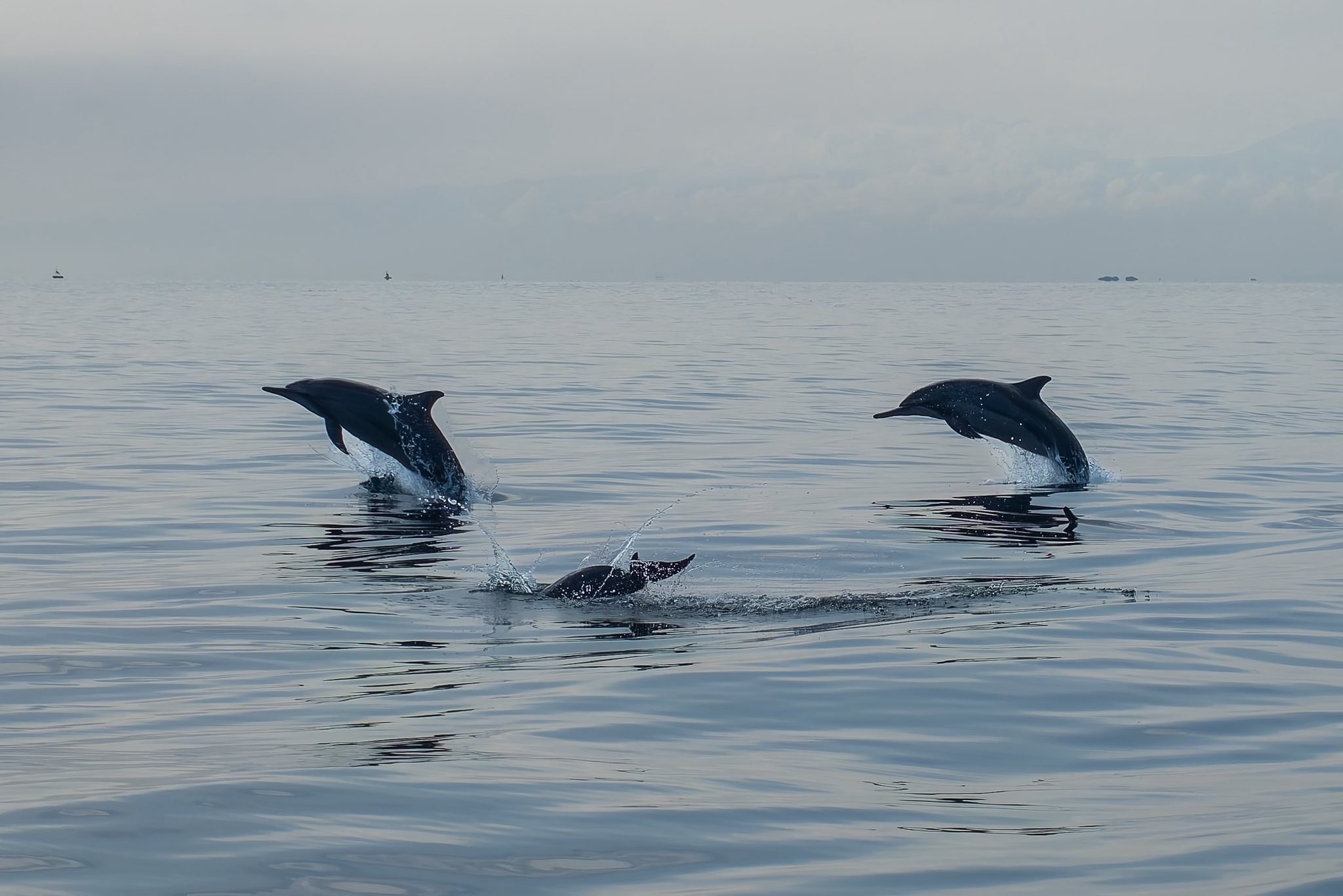 Spinner Dolphin