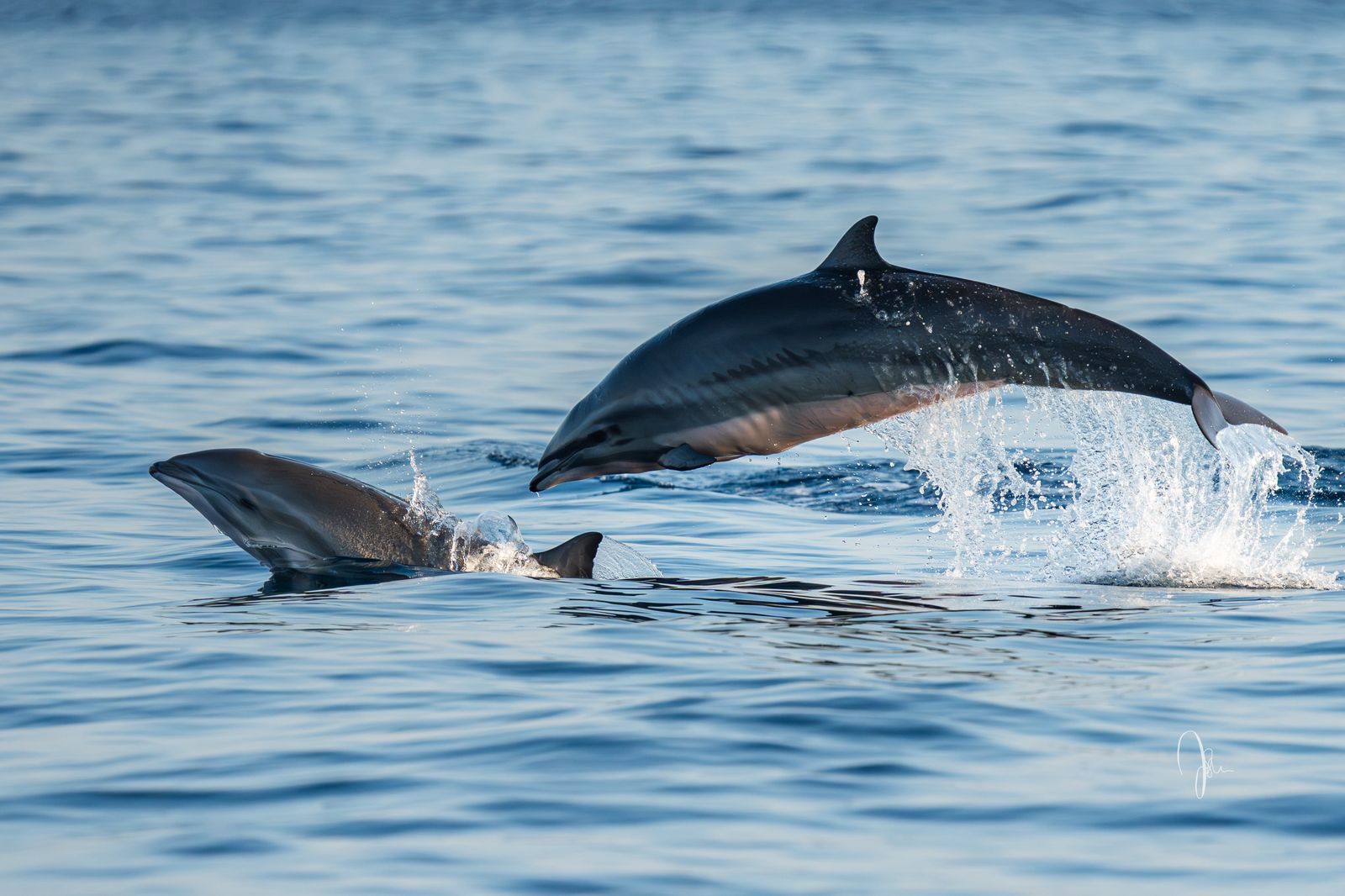 Dolphin Watching Experience in Bali