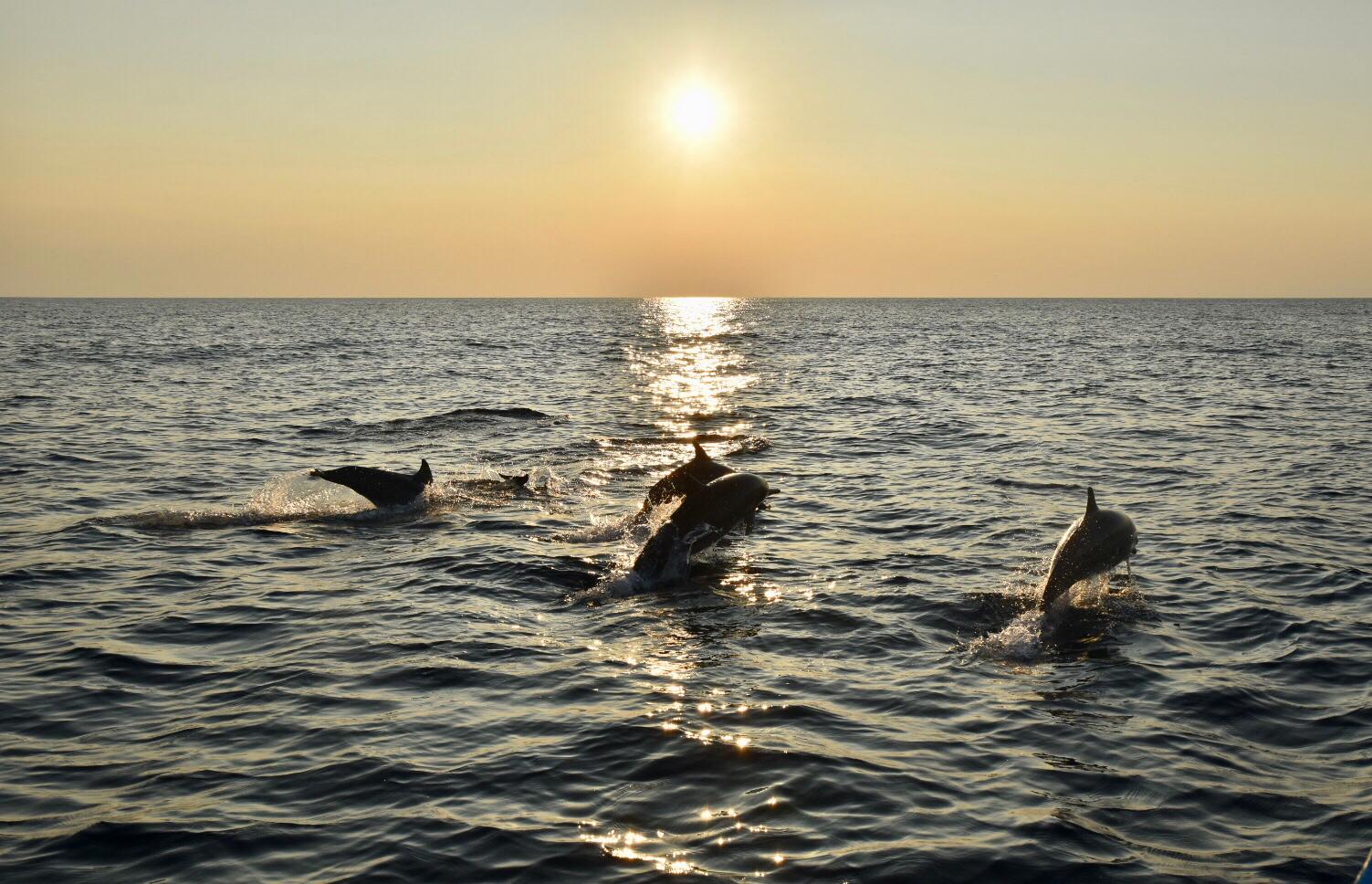 Dolphins at Sunrise in Pemuteran Bay