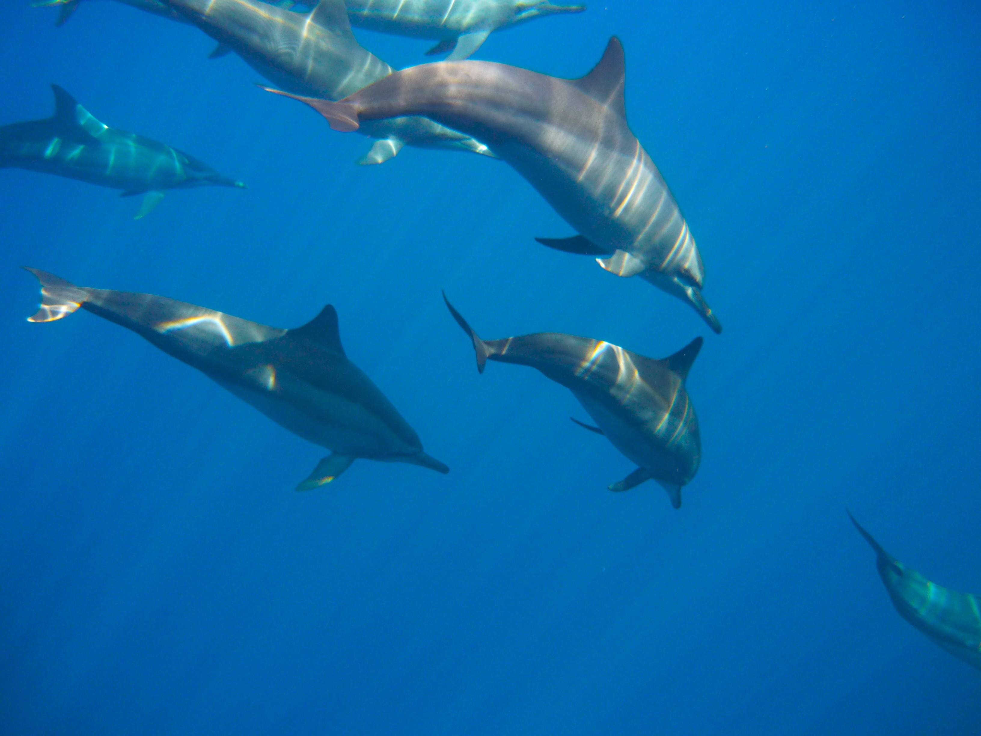 Dolphin watching boat tour in Pemuteran, Bali