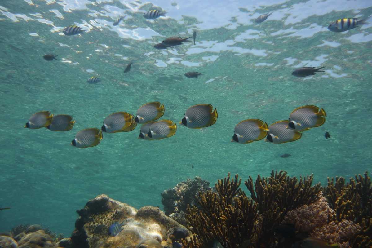 Fish in Menjangan Island