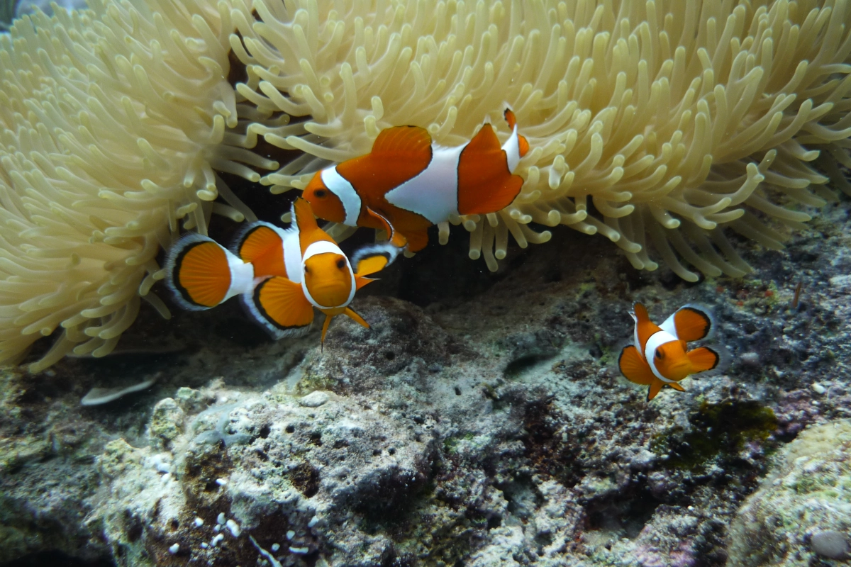 Clownfish underwater photo in Menjangan Island Bali