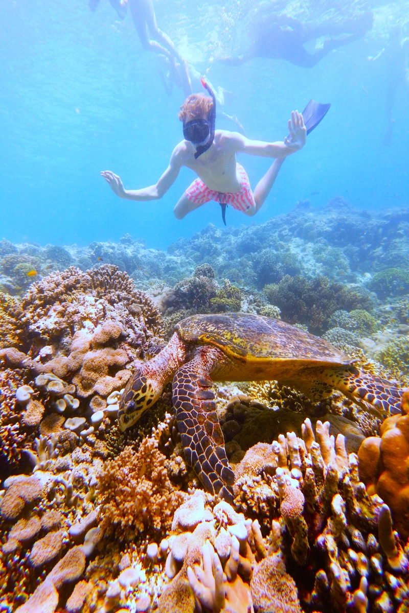 Snorkeling in Menjangan Island coral reef with Blue Dolph Pemuteran