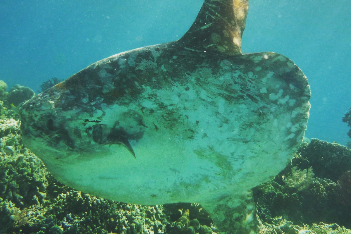 Mola-mola in Pemuteran