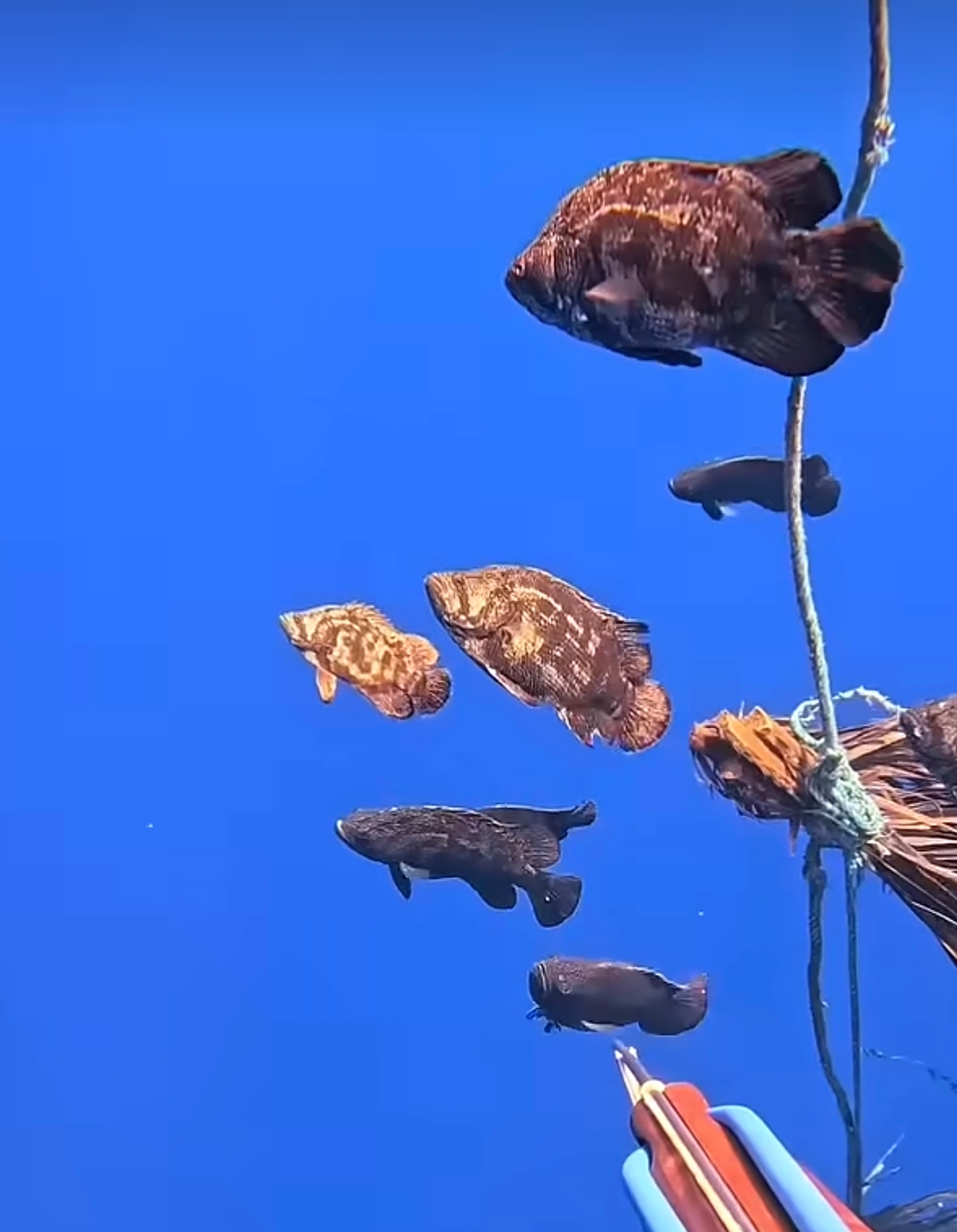 Spearfishing Catch in Pemuteran
