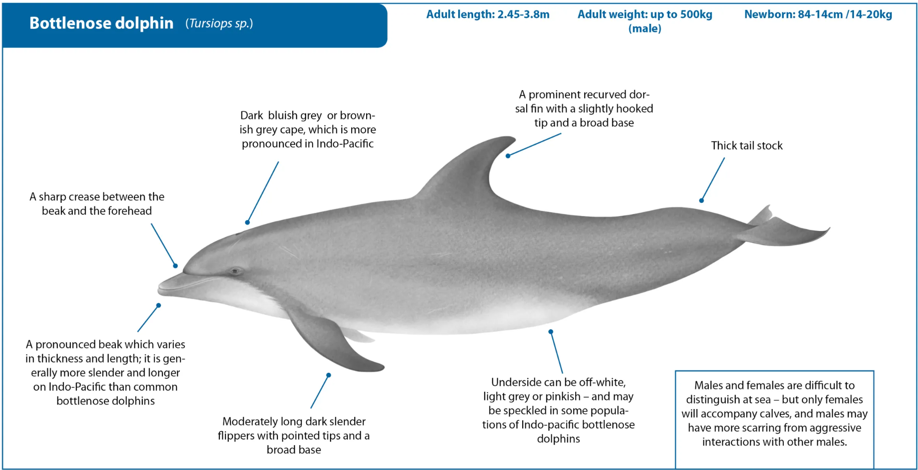 Bottlenose Dolphin
