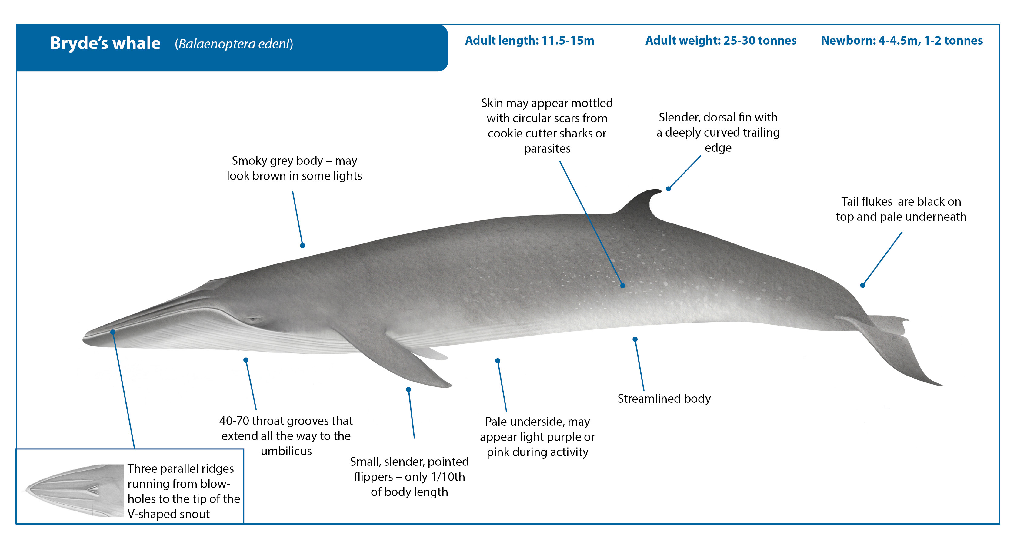 Bryde's Whale