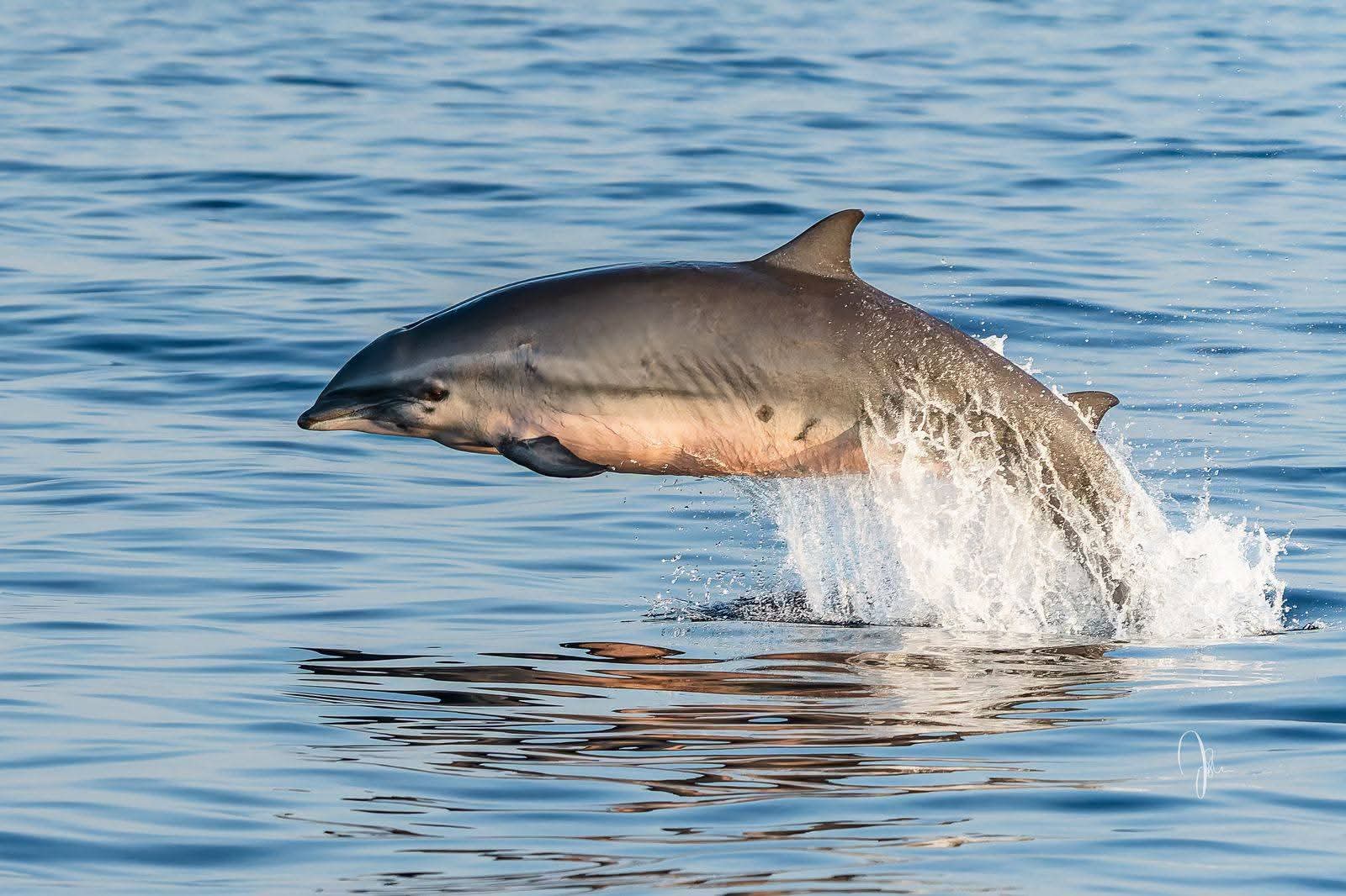Fraser's Dolphin