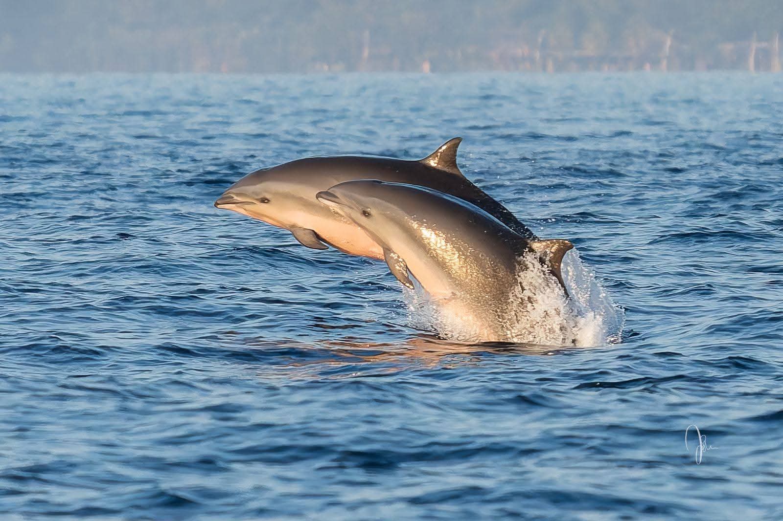 Dolphins in Pemuteran Bay
