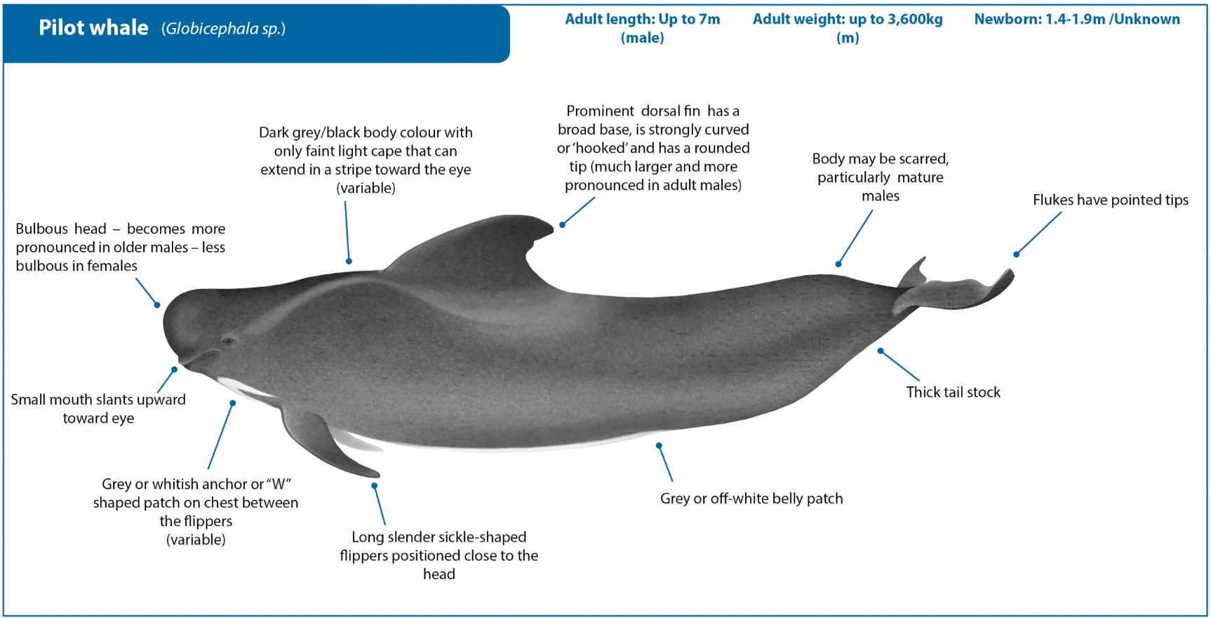Long Finned Pilot Whale