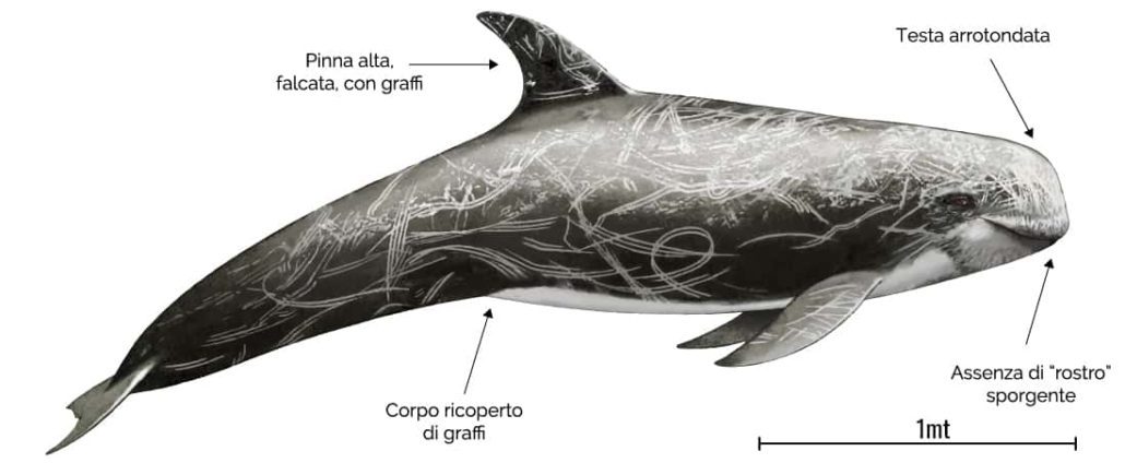 Risso's Dolphin