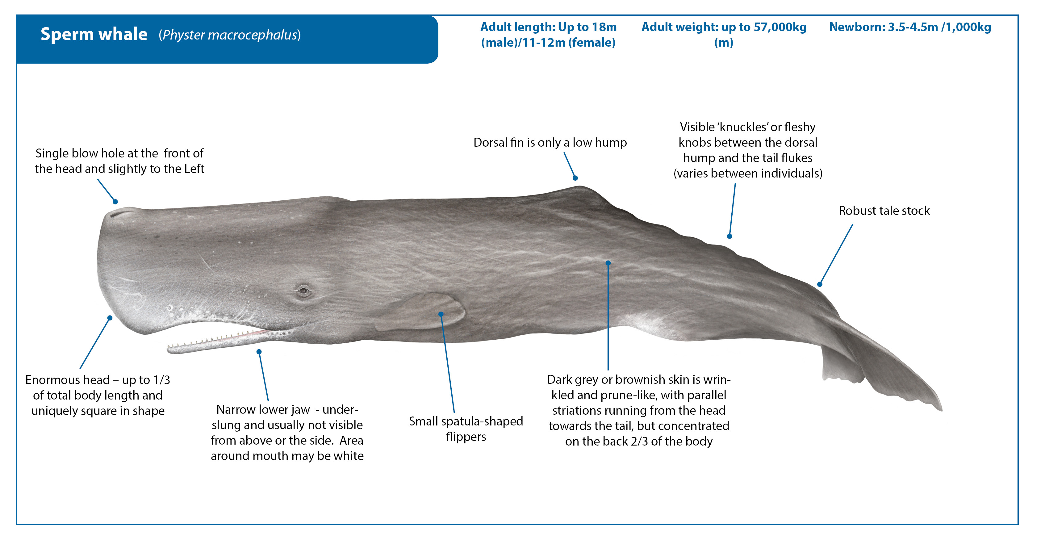Sperm Whale