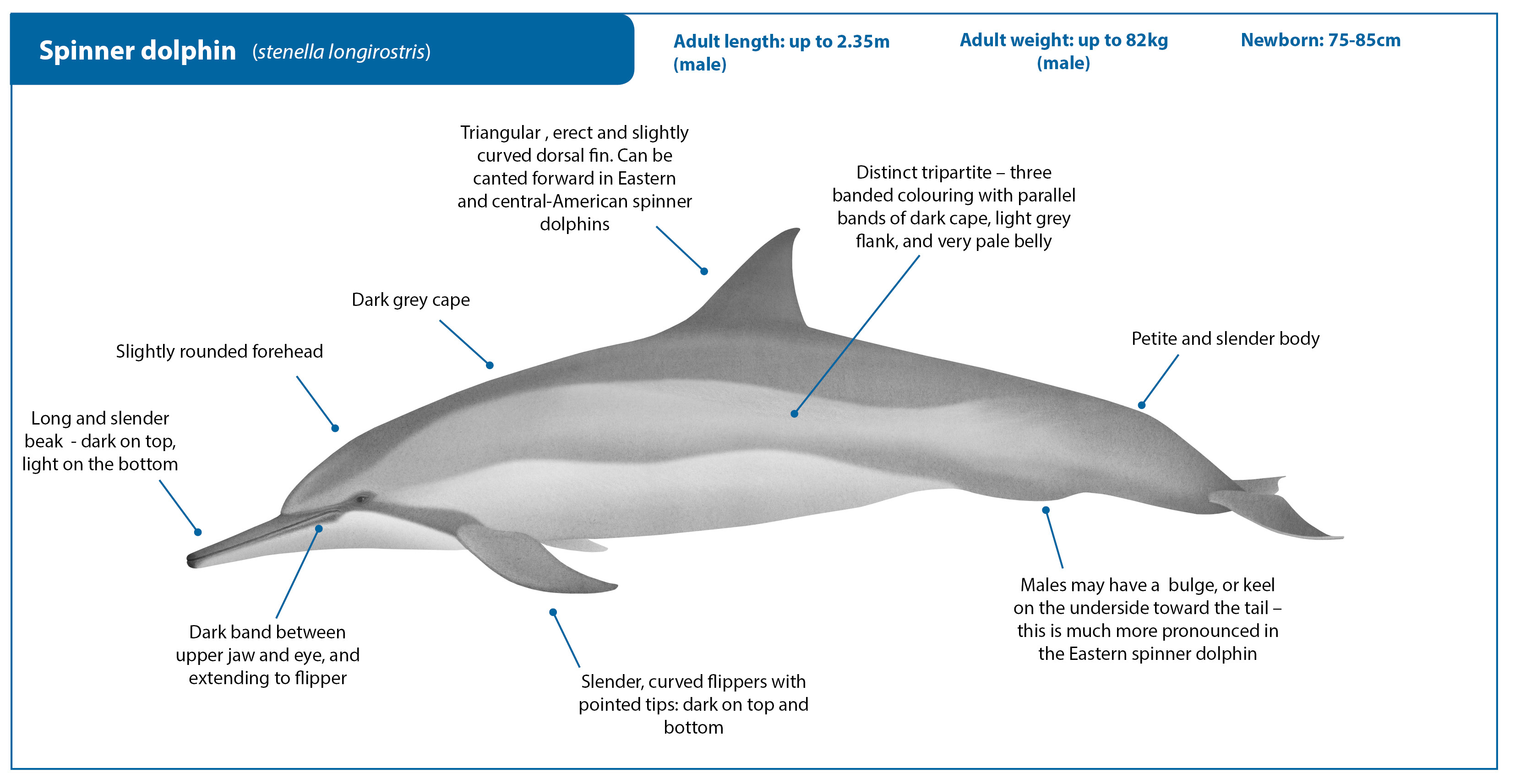 Spinner Dolphin