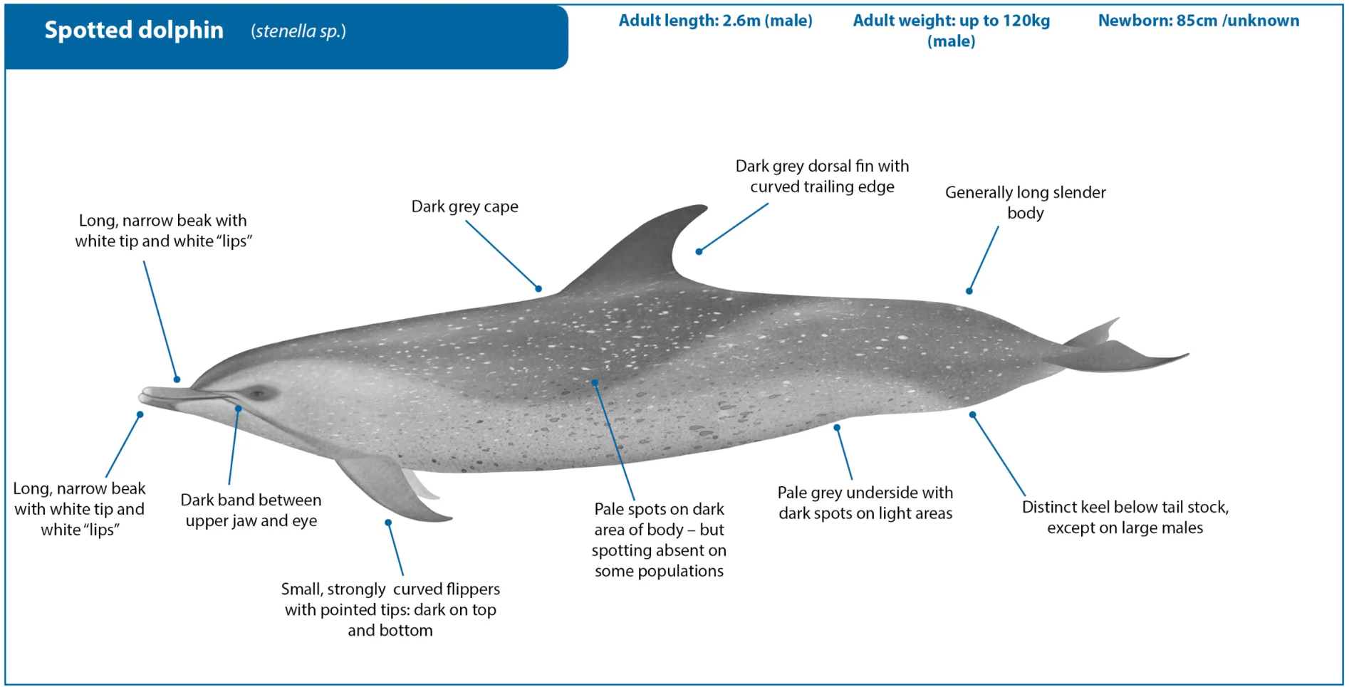 Pantropical Spotted Dolphin