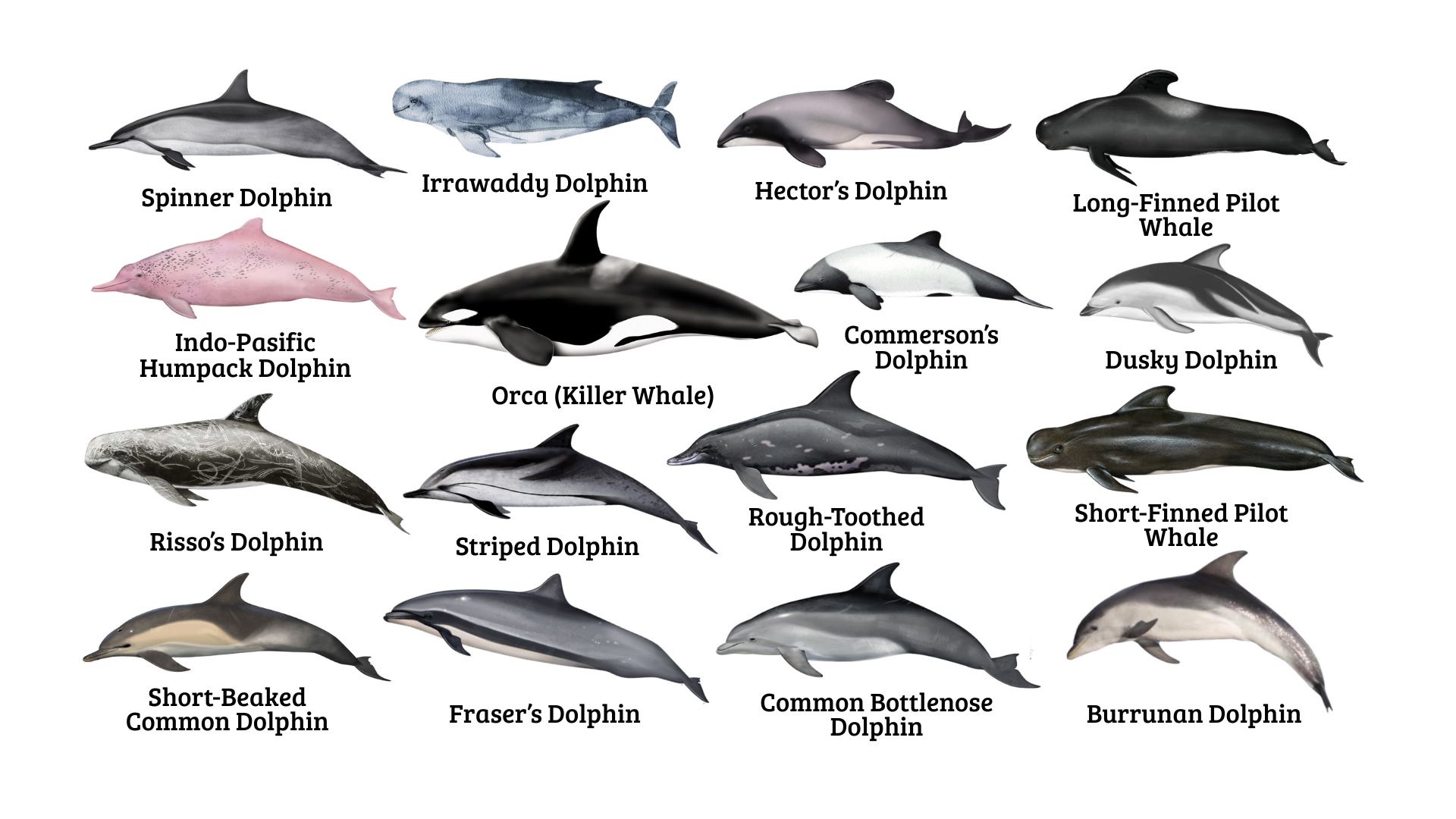 Types of Oceanic Dolphins